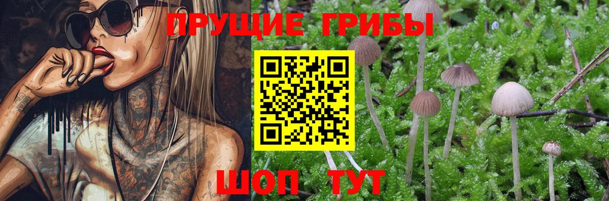Арзамас  купить наркотик  Вход с VPN  Галлюциногенные грибы Psilocybe  Псилоцибиновые грибы прущие грибы 